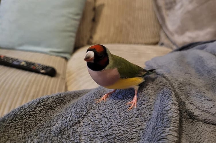 Jester, the rare Gouldian Finch. See SWNS story SWLNbird. A rare bird which fell from a nest has saved by students who fed it - with a tiny paintbrush. The Gouldian Finch was one of a pair thrown from their nest 18 months ago. Students at Duchy College Rosewarne, in Camborne, Cornwall, noticed the two baby birds on the ground. One of the birds was unfortunately already dead, but the other was showing slight signs of life.