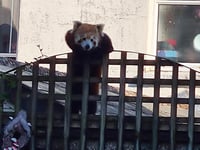 Rare red panda escaped from Newquay Zoo found at fruit wholesalers