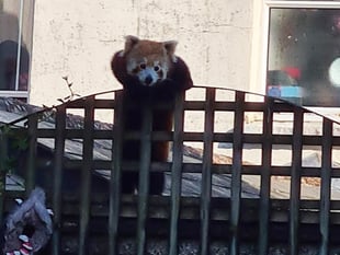 Rare red panda escaped from Newquay Zoo found at fruit wholesalers