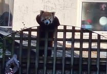 Rare red panda escaped from Newquay Zoo found at fruit wholesalers