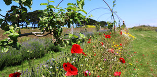 Family-friendly fayre being held to mark the longest day of the year