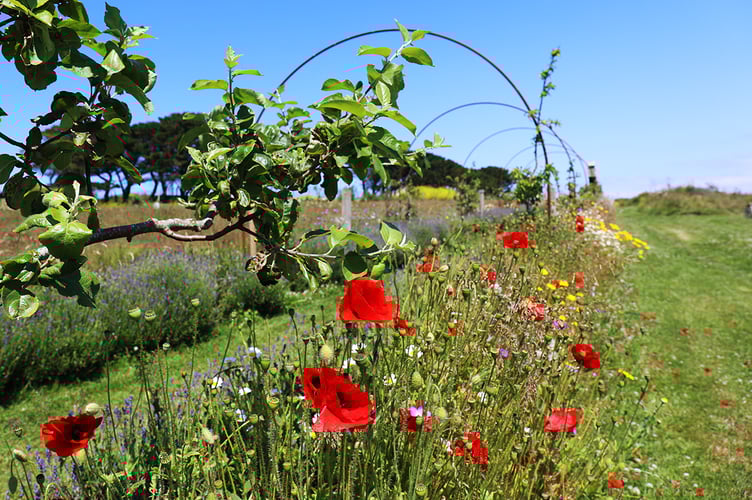 Espalier in Summer