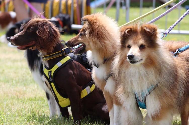 Some of the dogs  at the RSPCA show