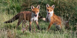 New Cornwall wildlife photography competition launched