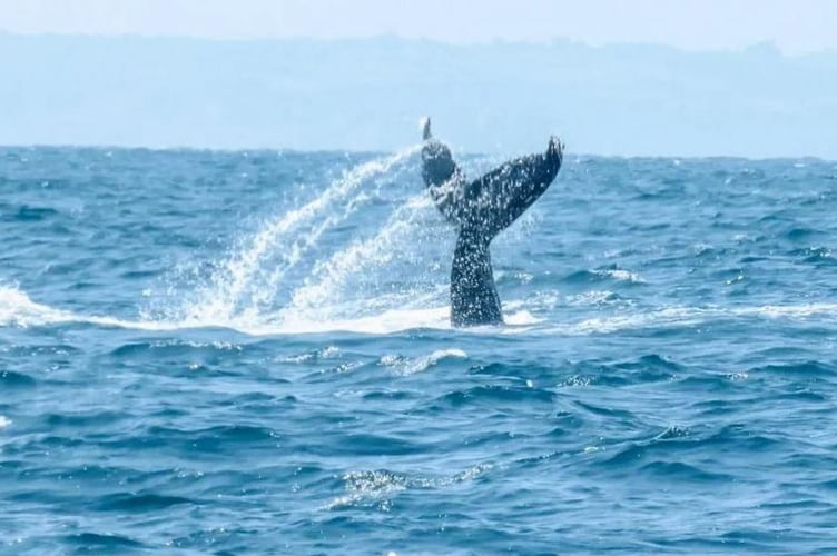 Whale