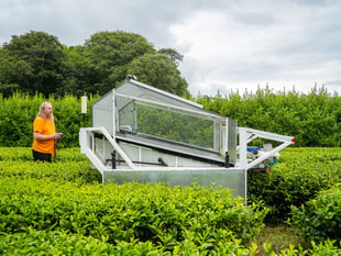 Tregothnan Tea brews up Duke of Cornwall award win