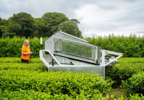 Tregothnan Tea brews up Duke of Cornwall award win