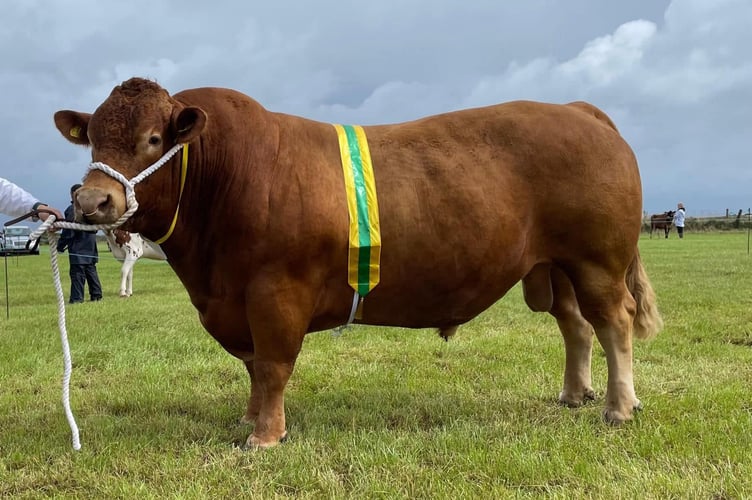 Breed champion ‘Trevowah Philip’
