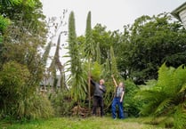 Cornish couple grow Britain's tallest echium plant