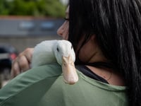 St Austell mum hatches duck from supermarket egg