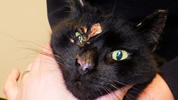 New figures reveal 205 cat cruelty reports made to RSPCA in Cornwall last year