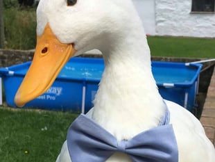Truro woman raising money for pet duck's vital medical bills