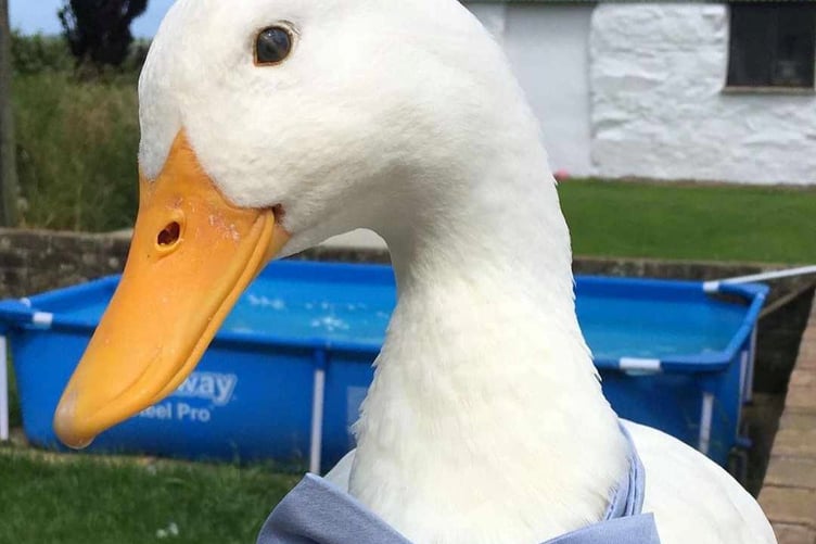 Charlie Feathers the duck