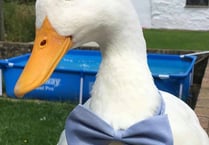 Truro woman raising money for pet duck's vital medical bills