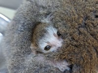 Newquay Zoo has welcomed animal royalty to the attraction