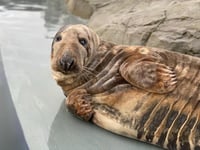 Seals in Cornwall give up on the British summer and start moulting