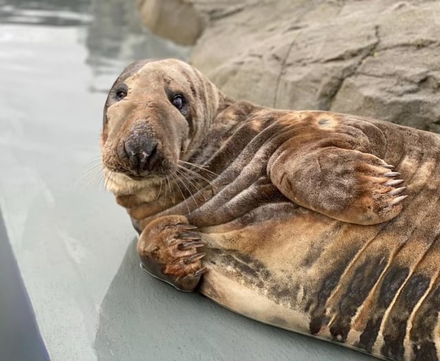 Seals in Cornwall give up on the British summer and start moulting