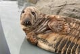 Seals in Cornwall give up on the British summer and start moulting