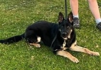 Injured police pup Bruce needs new home