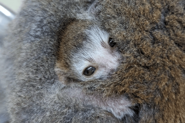 Zoo welcomes new arrival 
