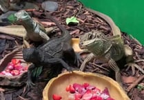 Game of Thrones dragons at aquarium celebrate their second birthday
