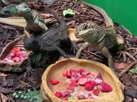 Game of Thrones dragons at aquarium celebrate their second birthday