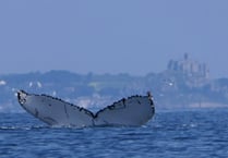 A number of sightings of humpback whales of the coast