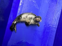 First seal pups arrive at Seal Sanctuary as new season kicks off