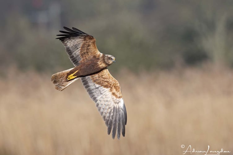 One of the marsh harriers at the Walmsley Sanctuary