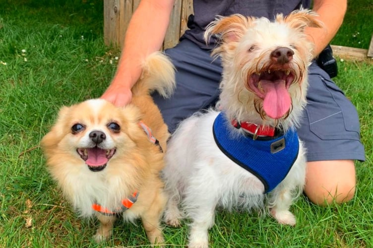 Charley and Marley who are looking for a home