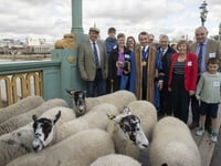 Cornish butcher drives sheep across Thames