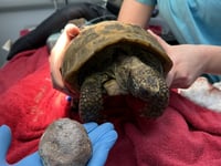 Elderly tortoise has bladder stone 'bigger than a tennis ball' removed
