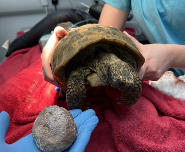 Elderly tortoise has bladder stone 'bigger than a tennis ball' removed