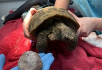 Elderly tortoise has bladder stone 'bigger than a tennis ball' removed