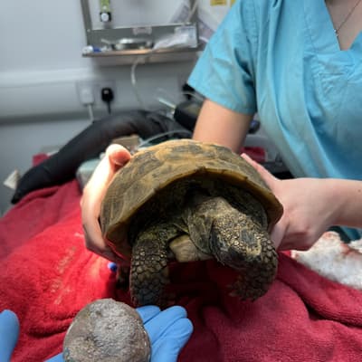 Elderly tortoise has bladder stone 'bigger than a tennis ball' removed | voicenewspapers.co.uk