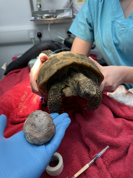 Joey the tortoise next to the removed bladder stone. Photo released September 29 2023. See SWNS story SWLNtortoise. An 82-year-old tortoise had to have a bladder stone 'bigger than a tennis ball' surgically removed. The elderly tortoise called Joey required the expertise of two vetenary surgeons to remove the massive 150g bladder stone. However Joey may take up to a year to heal from the surgery after surgeons were forced to cut through her shell to remove the mass.Tortoise shells are exoskelatons, like bones for mammals, meaning the vets had to create a fibreglass and resin glue to hold together her shell after the surgery.