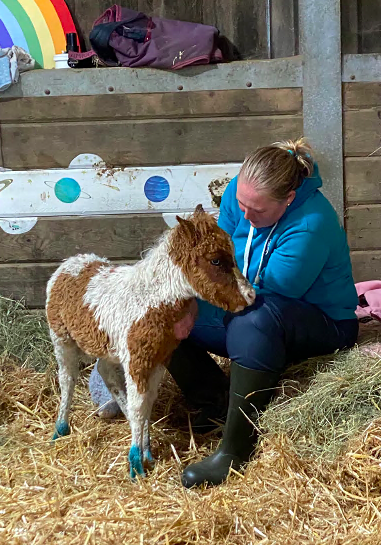 One of the young foals in The Hugs Foundation’s care