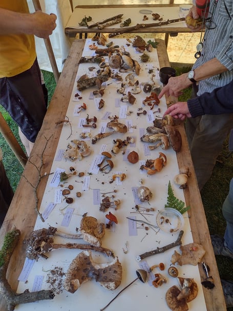 UK Fungus event