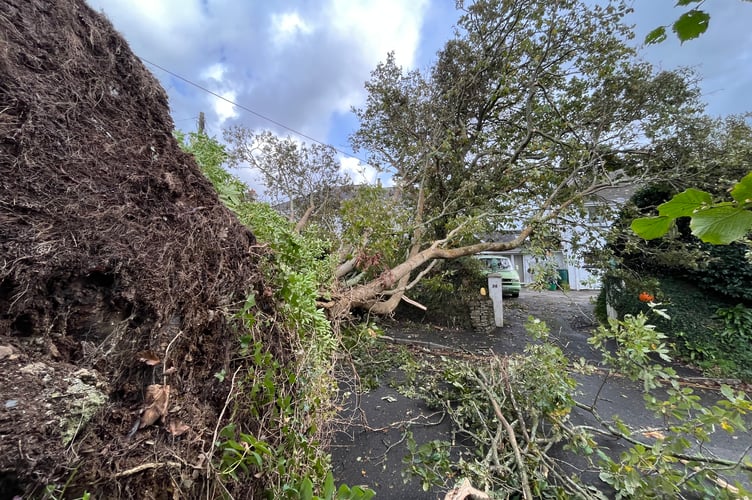 A fallen tree in Truro, brought down by Storm Ciaran