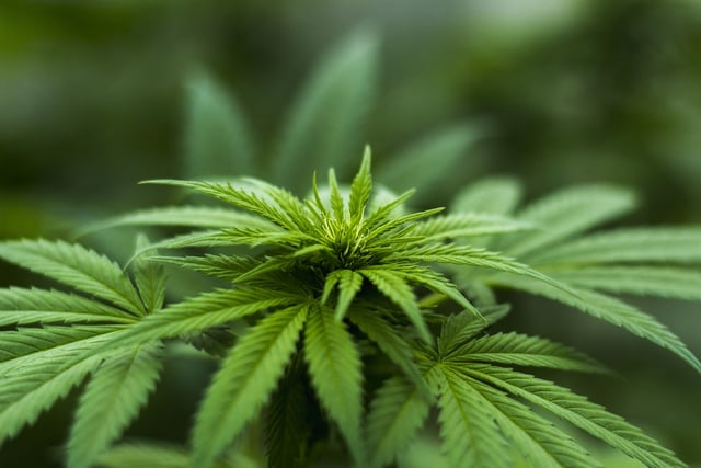 Pensioner who grew cannabis worth £500k will not have to repay a penny