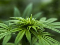 Pensioner who grew cannabis worth £500k will not have to repay a penny