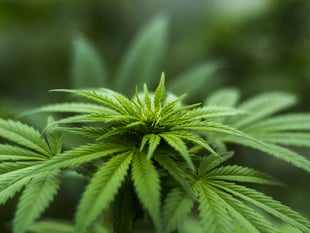 Pensioner who grew cannabis worth £500k will not have to repay a penny
