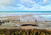 Sad sight as world's second largest whale washed up at Fistral beach