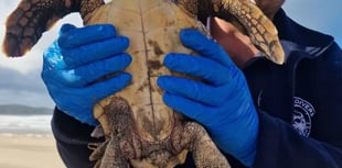 Stranded turtle being rehabilitated at Newquay's aquarium