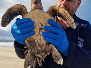 Stranded turtle being rehabilitated at Newquay's aquarium