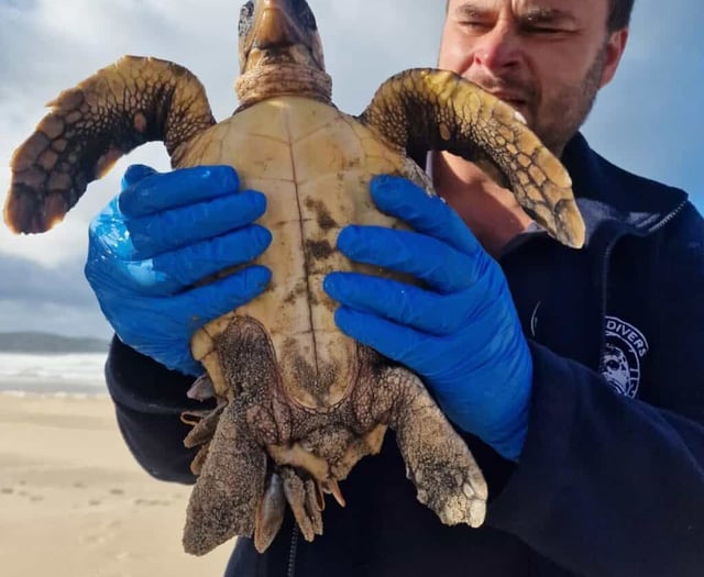 Stranded turtle being rehabilitated at Newquay's aquarium