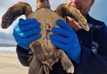 Stranded turtle being rehabilitated at Newquay's aquarium