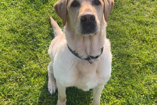 "Dog bite" insurance fraud costs delivery driver almost £5,000