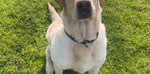 "Dog bite" insurance fraud costs delivery driver almost £5,000