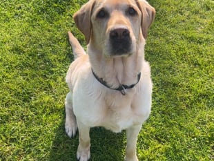 "Dog bite" insurance fraud costs delivery driver almost £5,000